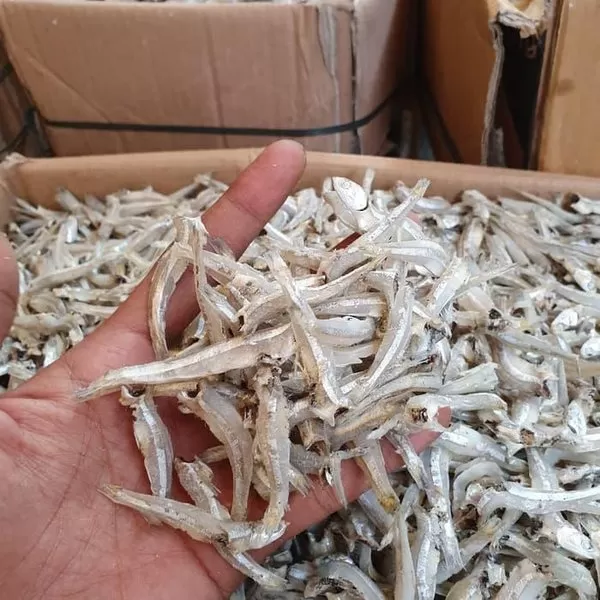 5 Manfaat Ikan Teri bagi Kesehatan Tubuh (mediatani.com)