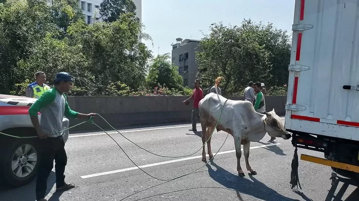 Evakuasi sapi kurban yang mengamuk dan lari ke jalan tol (dok Istimewa)