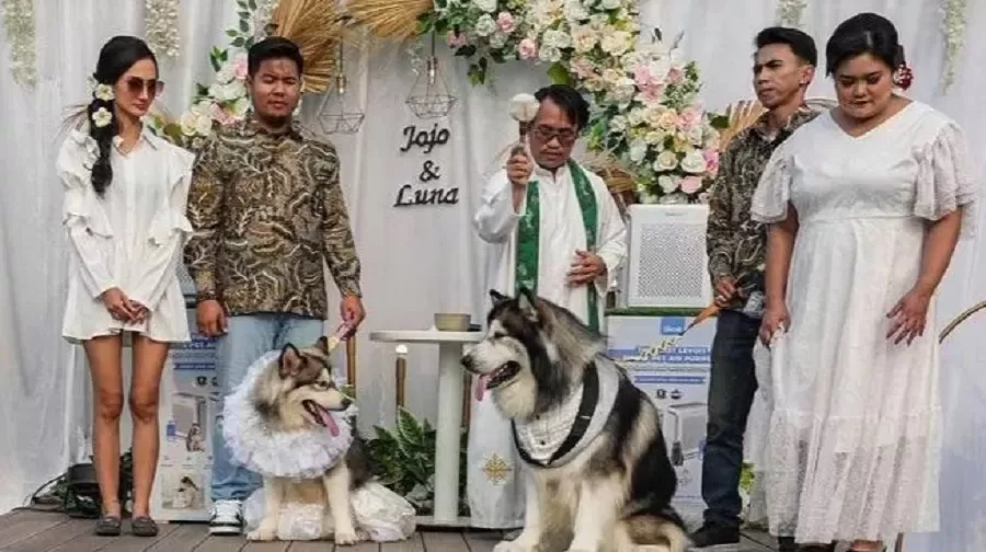 Pernikahan Anjing Jojo dan Luna di PIK (Dok Instagram @nenaghoib)
