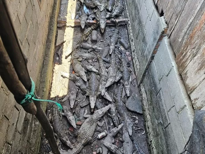 Polisi gerebek penangkaran buaya muara ilegal. lihat penapakannya (Dok Polda Sumsel)