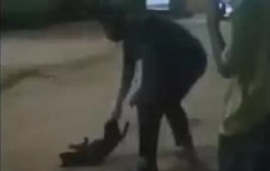 Video remaja di Natuna banting anjing berulang kali hingga mati (tangkapan layar)