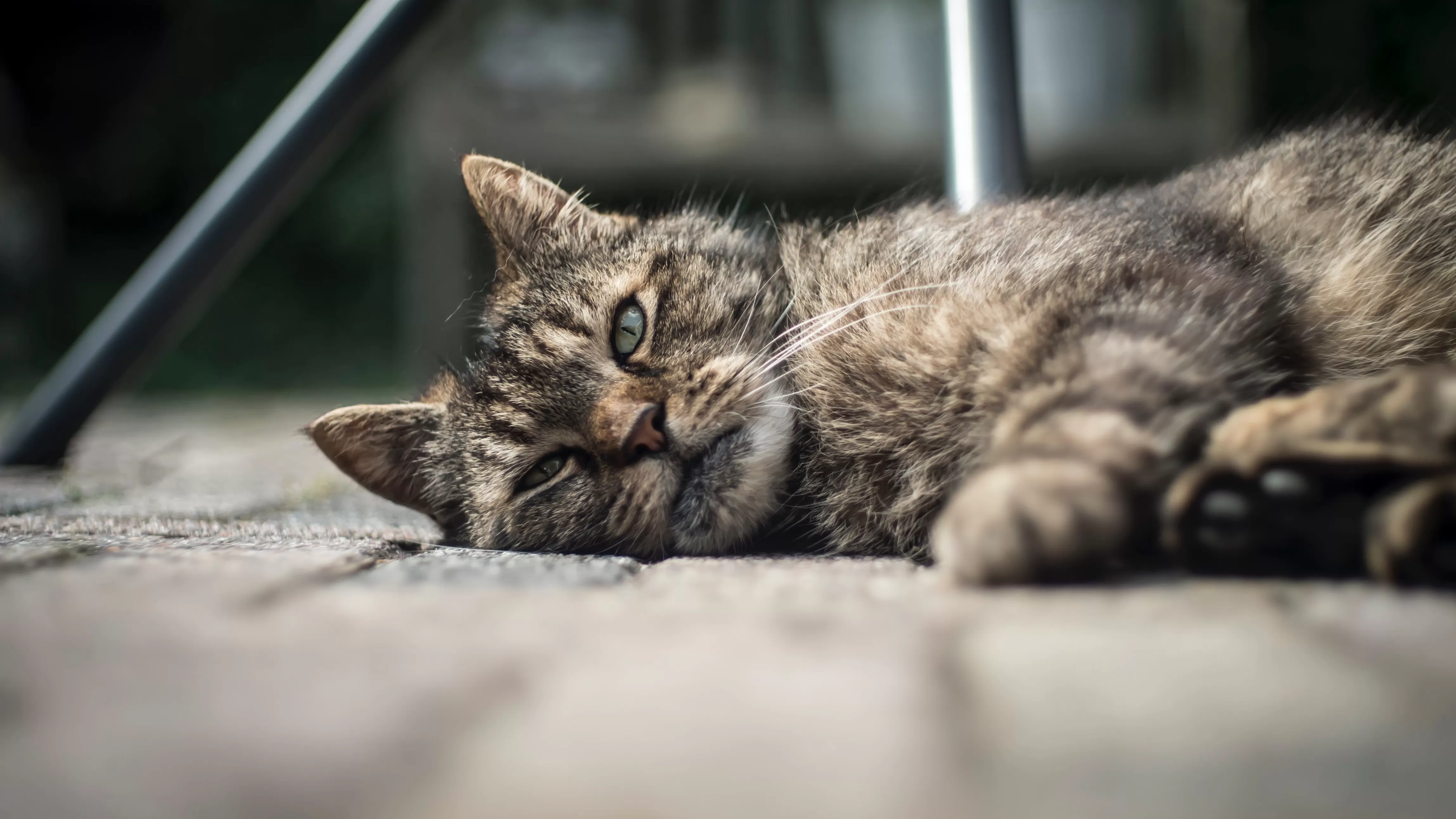 Kesalahan yang dilakukan dalam memelihara kucing (Unsplash_jacco-rienks)