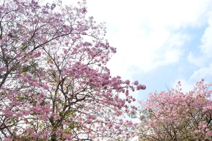 Fakta menarik Bunga Tabebuya yang terlihat seperti Sakura. (Foto: Canva/@Siewwy84)