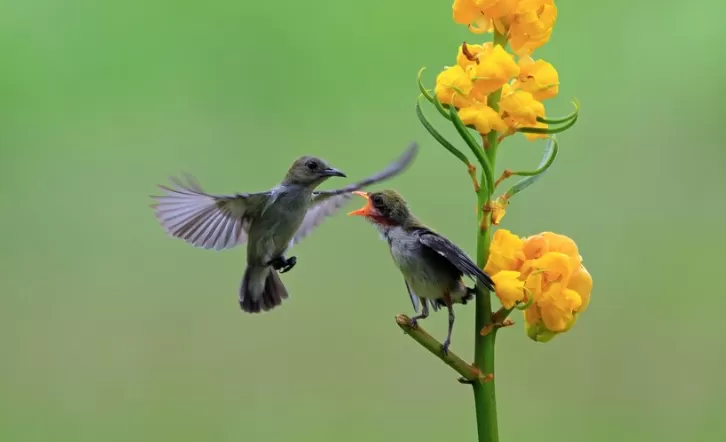 Hubungan Antara Tanaman dan Hewan dalam Satu Ekosistem (freepik.com/author/kuritafsheen77)