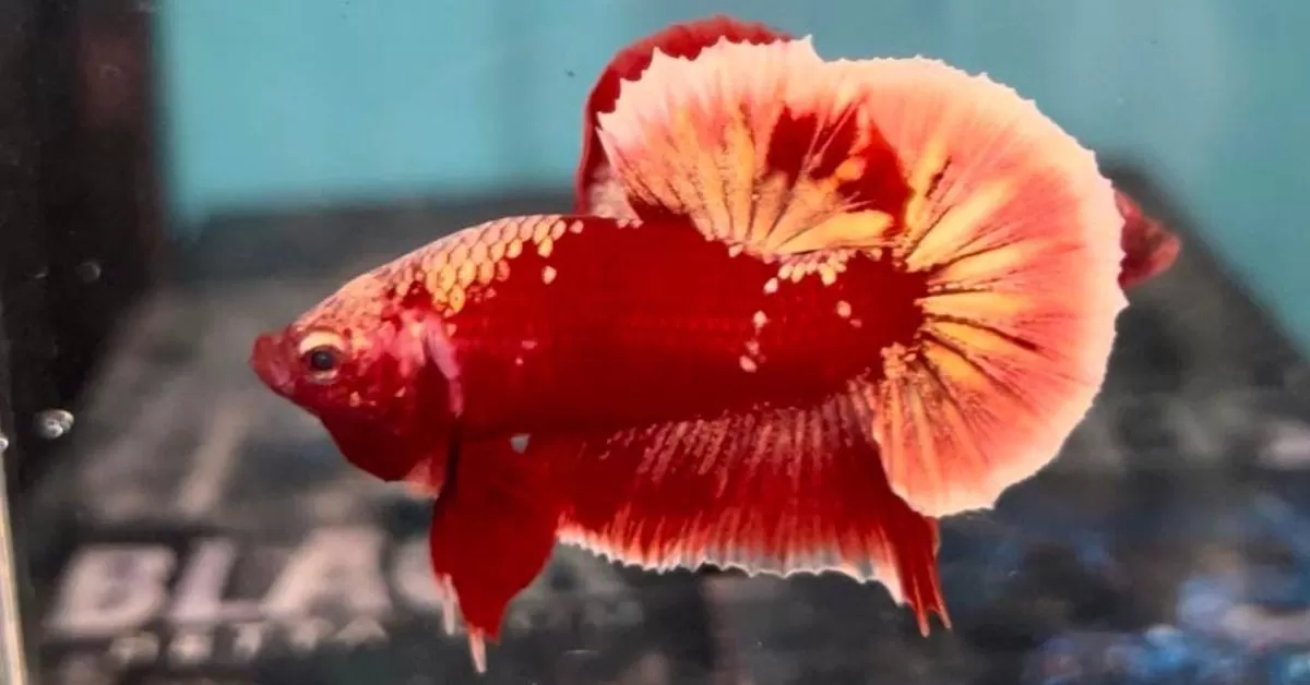 3 Jenis Ikan Hias Air Tawar yang Mudah Dipelihara, Cocok Bagi Pemula (Tangkapan Layar Instagram @jendralbettacirebon)