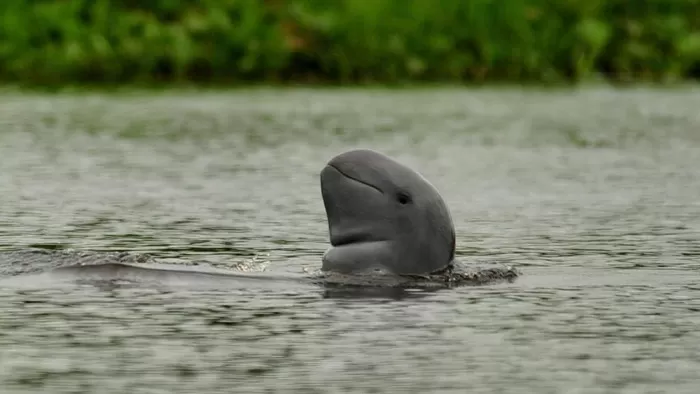 Pesut Mahakam, lumba-lumba langka asli Indonesia. (Foto: Dok. Pertamina)