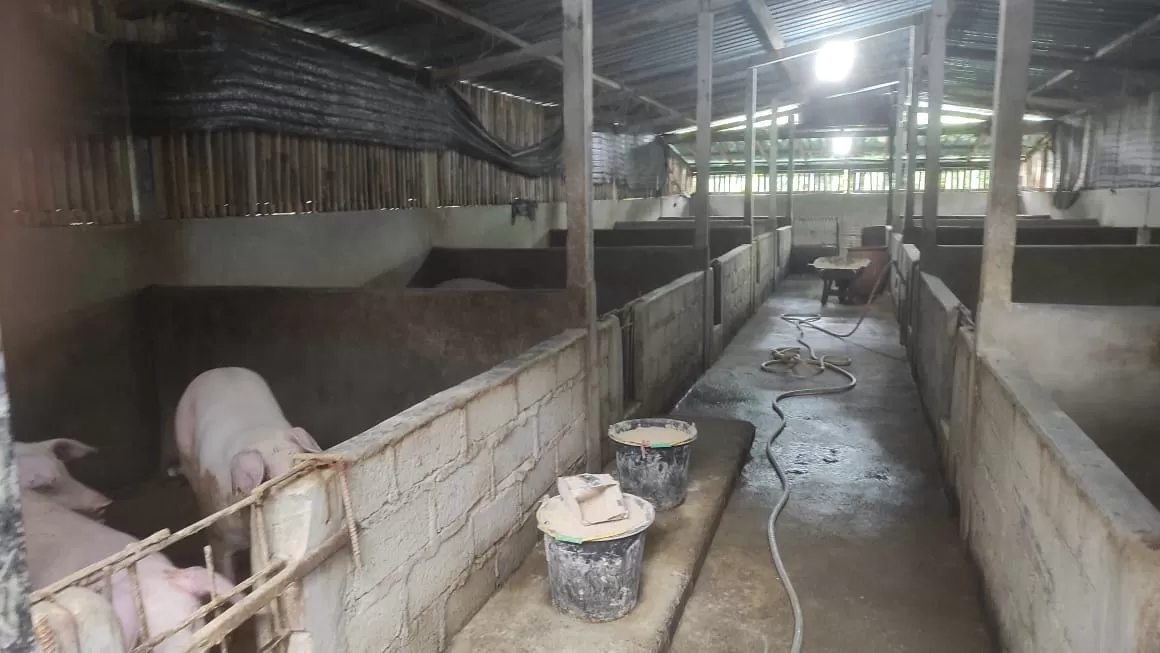   Warga Desa Geluntung, Tabanan, Bali, tuntut penutupan kandang babi karena baru limbah kotoran. 