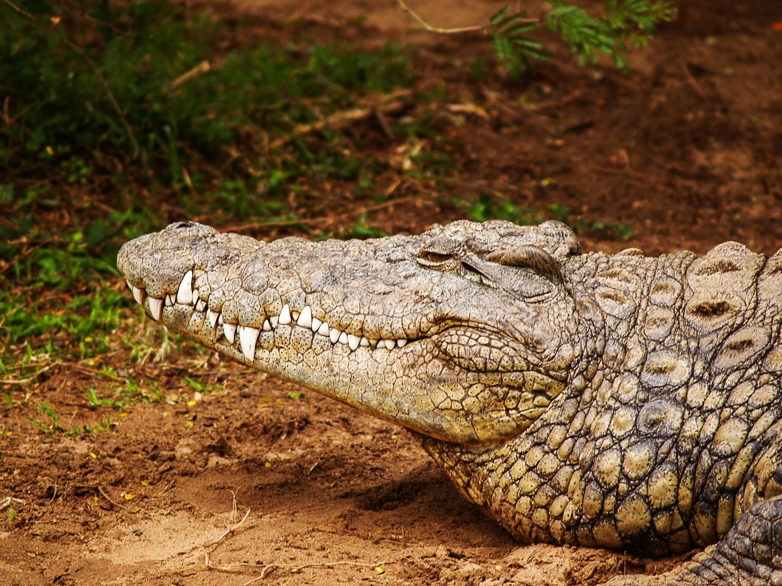 Aligator, hewan purba yang berusia lebih dari 200 juta tahun (Unsplash/bas-van-brandwijk)