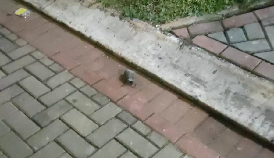 Granat Nyasar di Cluster Nashville (Dok Warga Nashvillep) 