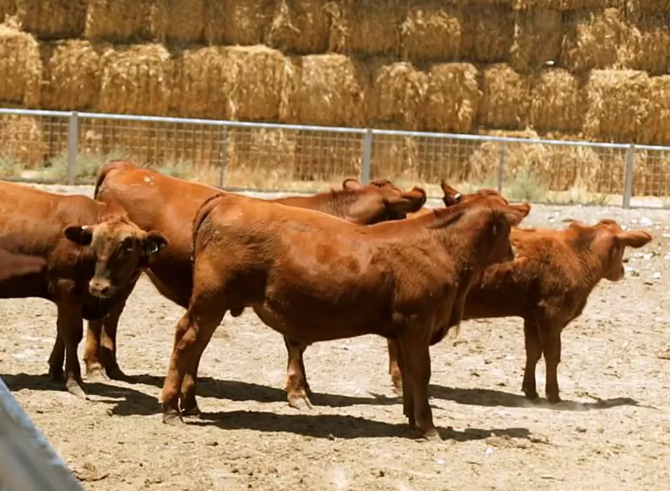 Fakta Sapi Merah Israel (youtube.com/TheTempleInstitute)