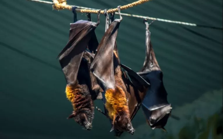 Anak laki-laki 14 tahun di India selatan, meninggal karena infeksi virus Nipah. (Foto: iStockphoto)