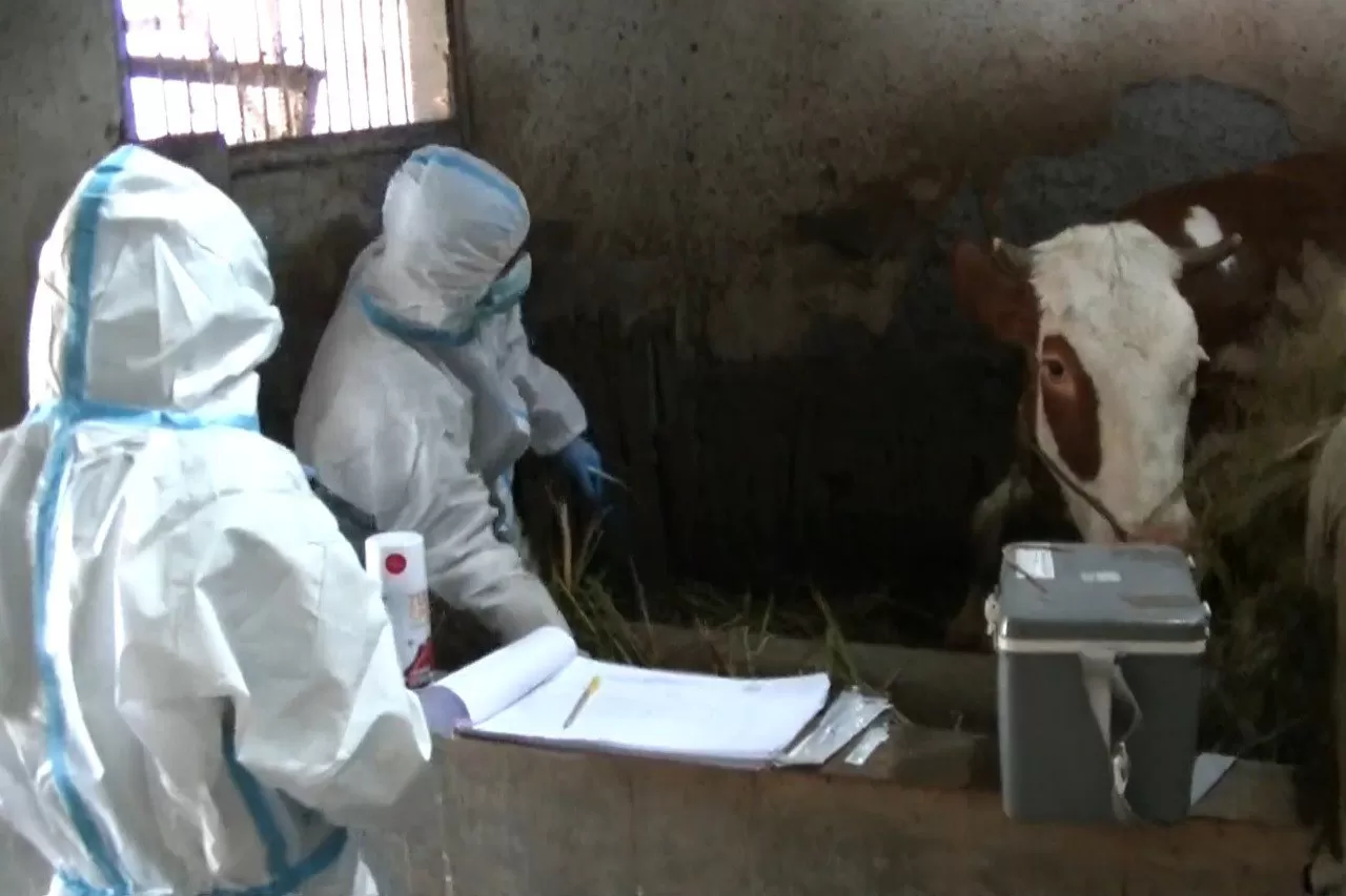 Dinas Ketahanan Pangan Pertanian dan Perikanan Kabupaten Temanggung terus gencarkan vaksinasi pada ternak untuk mencegah penularan penyakit kuku dan mulut (PMK)