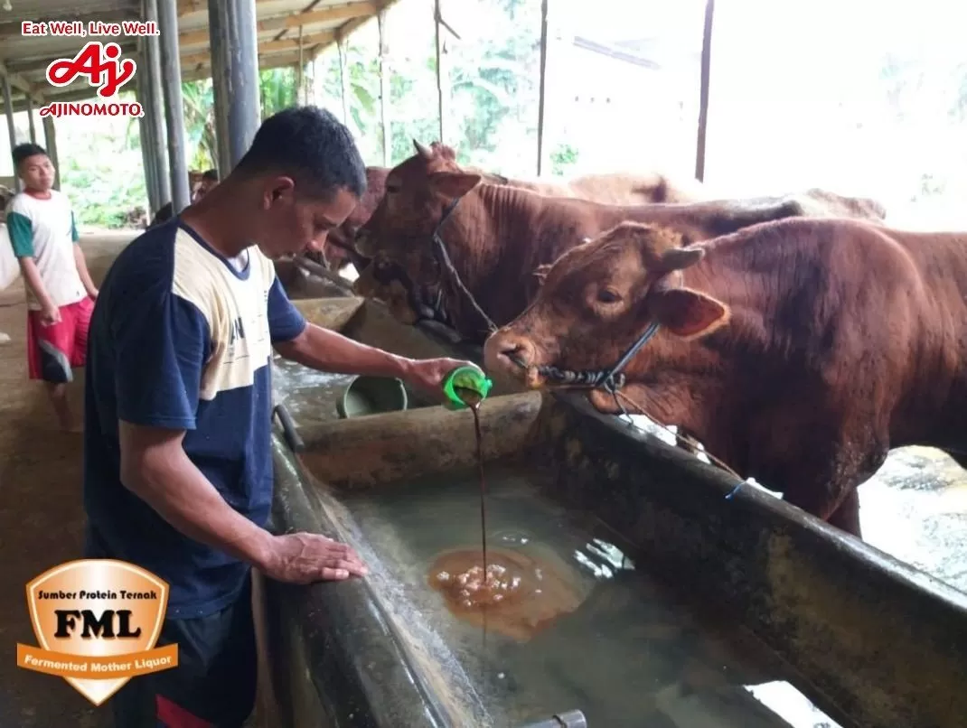 Sampah Sisa Makanan Diolah Jadi Pakan Ternak - Krjogja