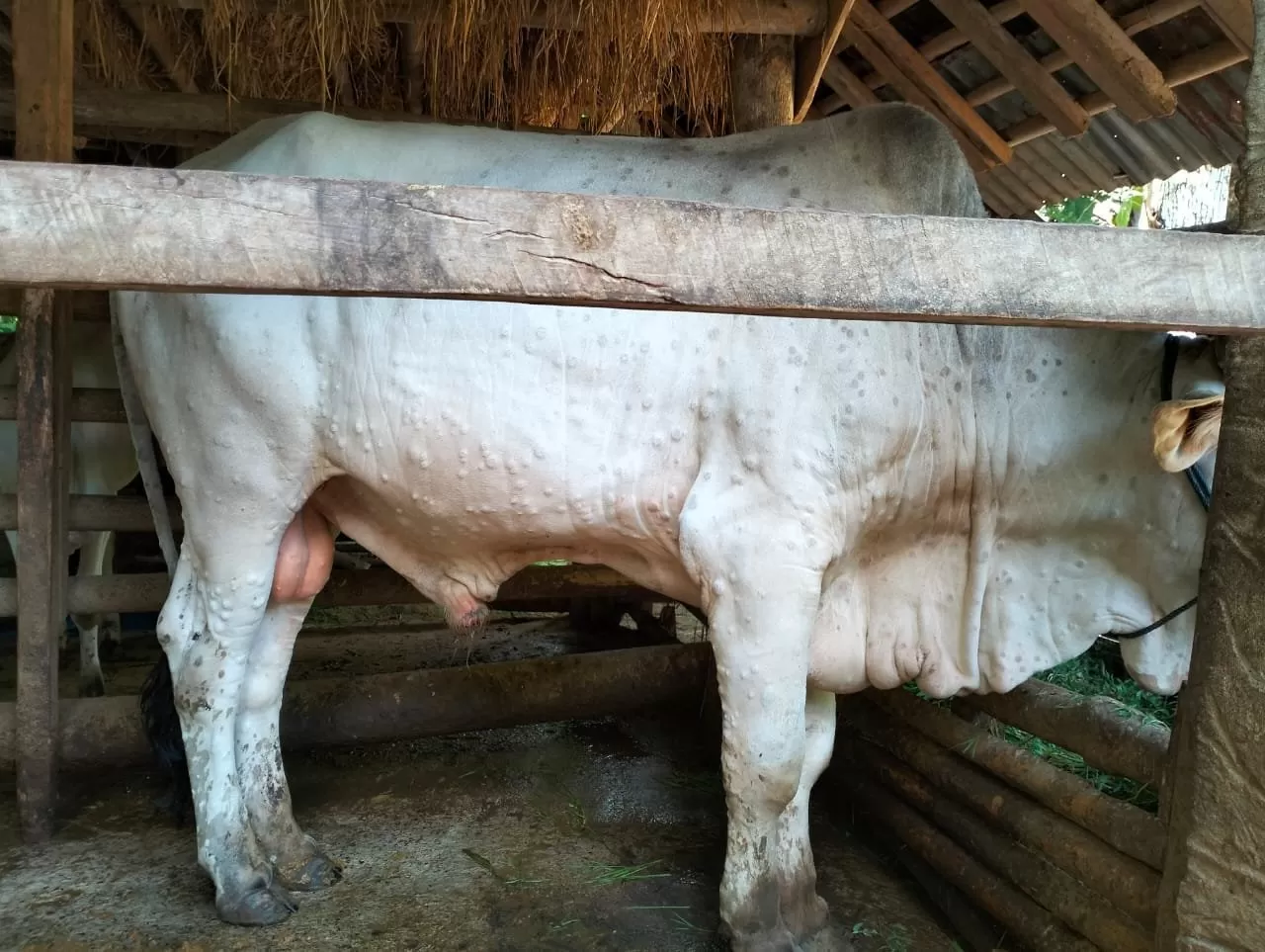 Munculnya bentol pada hewan ternak menjadi salah satu indikasi sapi terjangkiti penyakit. (KR/dok)