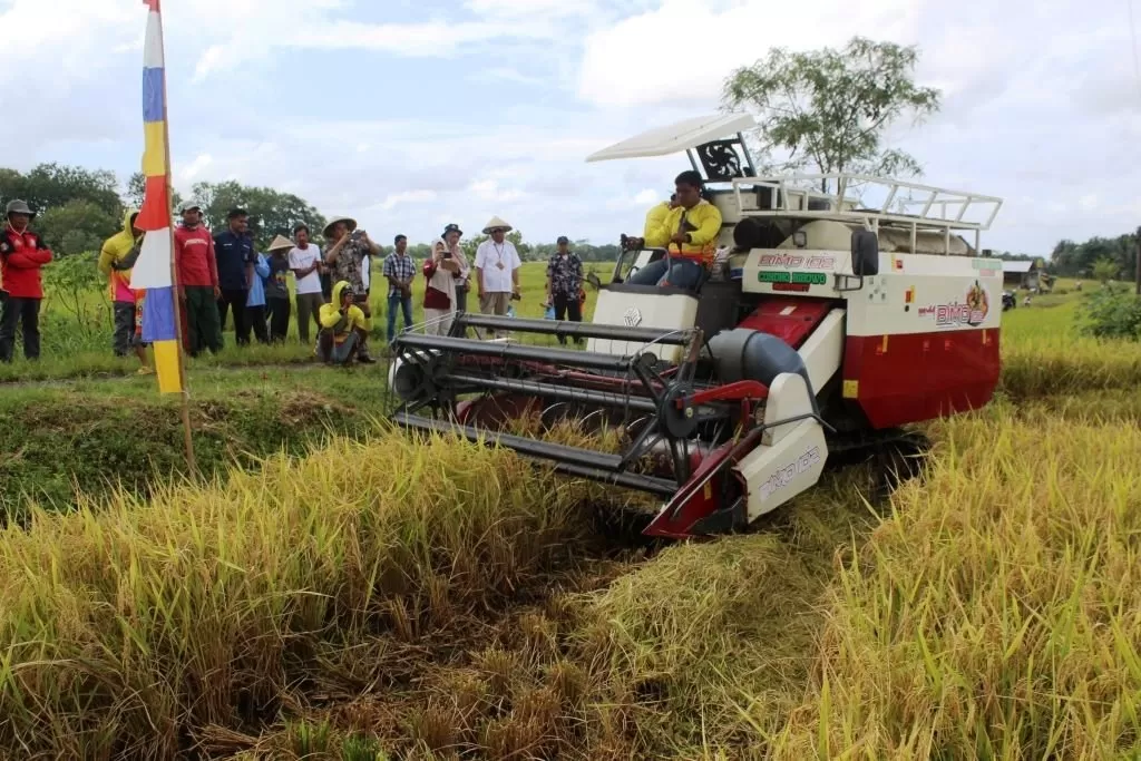 ilustrasi harga gabah