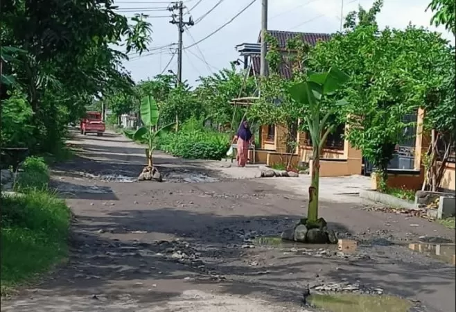 Jalan rusak diprotes warga dengan ditanami pohon pisang.(KR/dok)