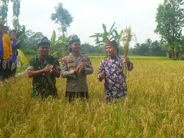 Camat Muntilan, Amin Sudrajat memanen padi pertama. KR-Roby AS