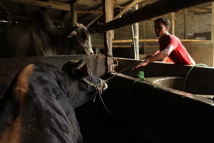 Lokasi Peternak Sapi Asal Desa Sidomulyo.