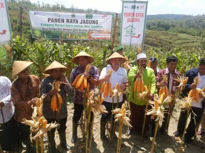 Panen raya jagung di Kemusu, Boyolali (Galih P)