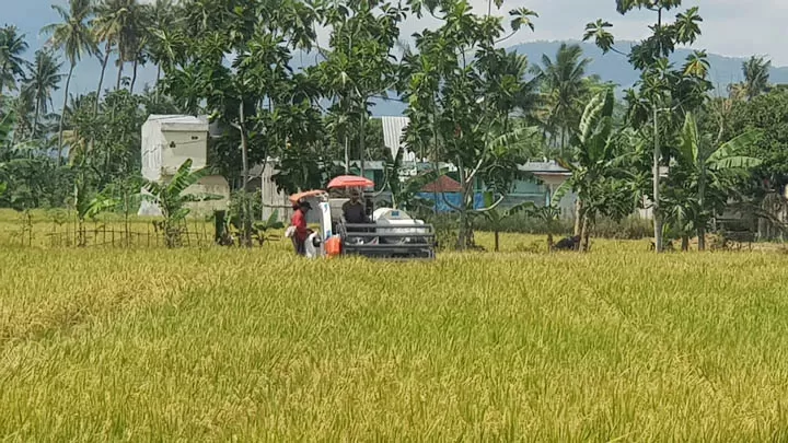 Luas Tanam Bertambah, Produksi Beras 32 Juta Ton Diyakini Tercapai ...