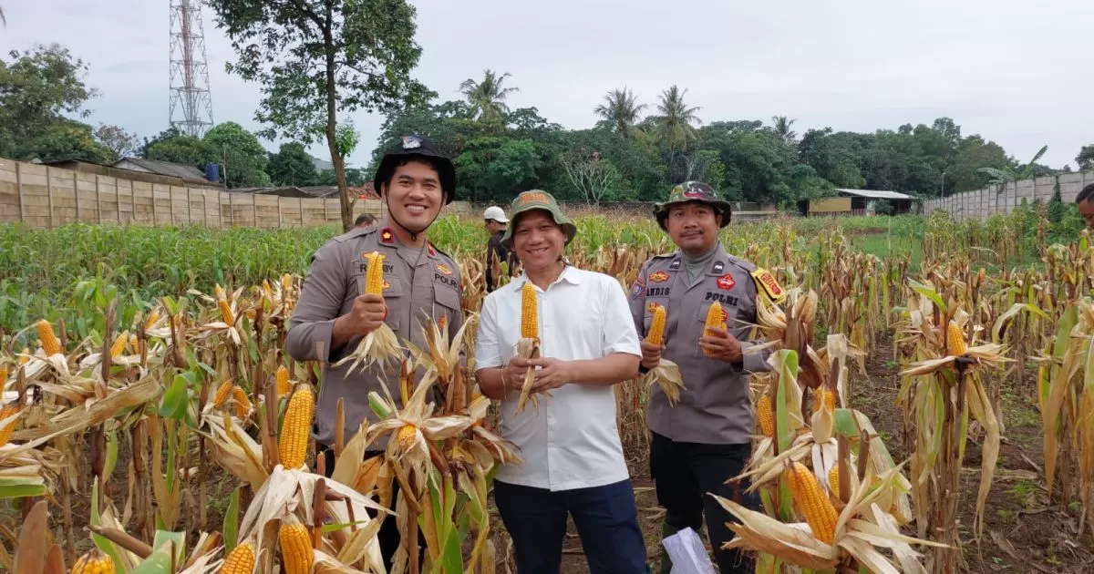Pemdes Ciangsana dan Polsek Gunung Putri Panen Jagung Hibrida, Dukung Program Swasembada Pangan