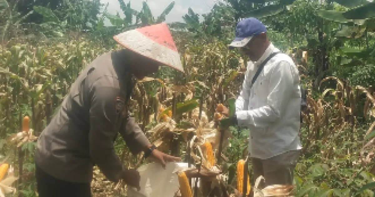 Bhabinkamtibmas Desa Tlajung Udik Panen Jagung Hibrida Bersama Warga, Dukung Program Swasembada Pangan Nasional