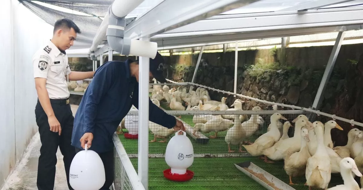 Lapas Cibinong Kembangkan Peternakan Bebek Pedaging, Warga Binaan Hasilkan 2,4 Ton per Bulan