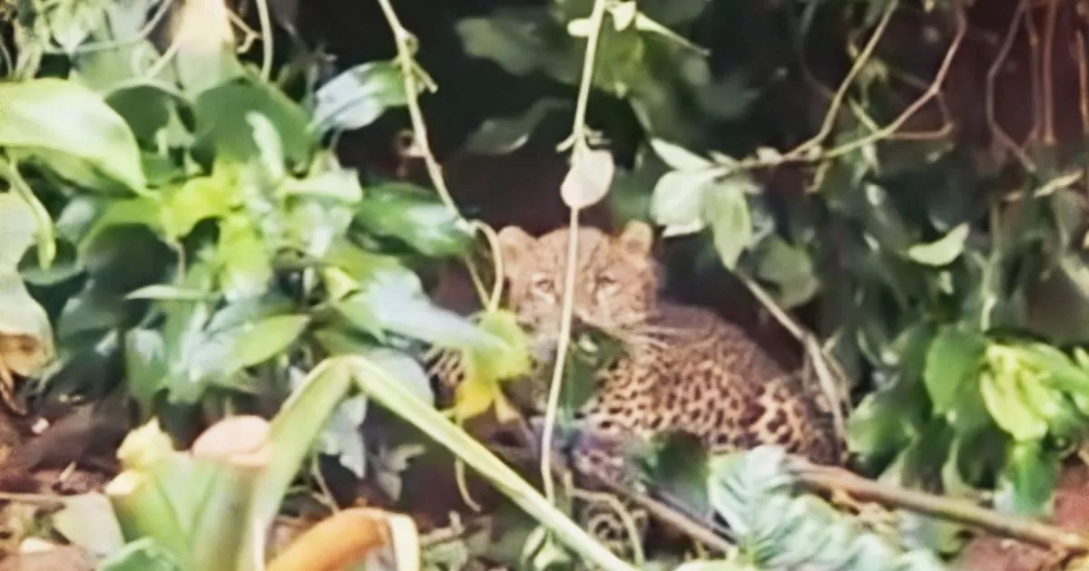 Macan Tutul Gunung Mas Bogor Terjerat, BKSDA Turun Tangan Selamatkan Satwa Dilindungi