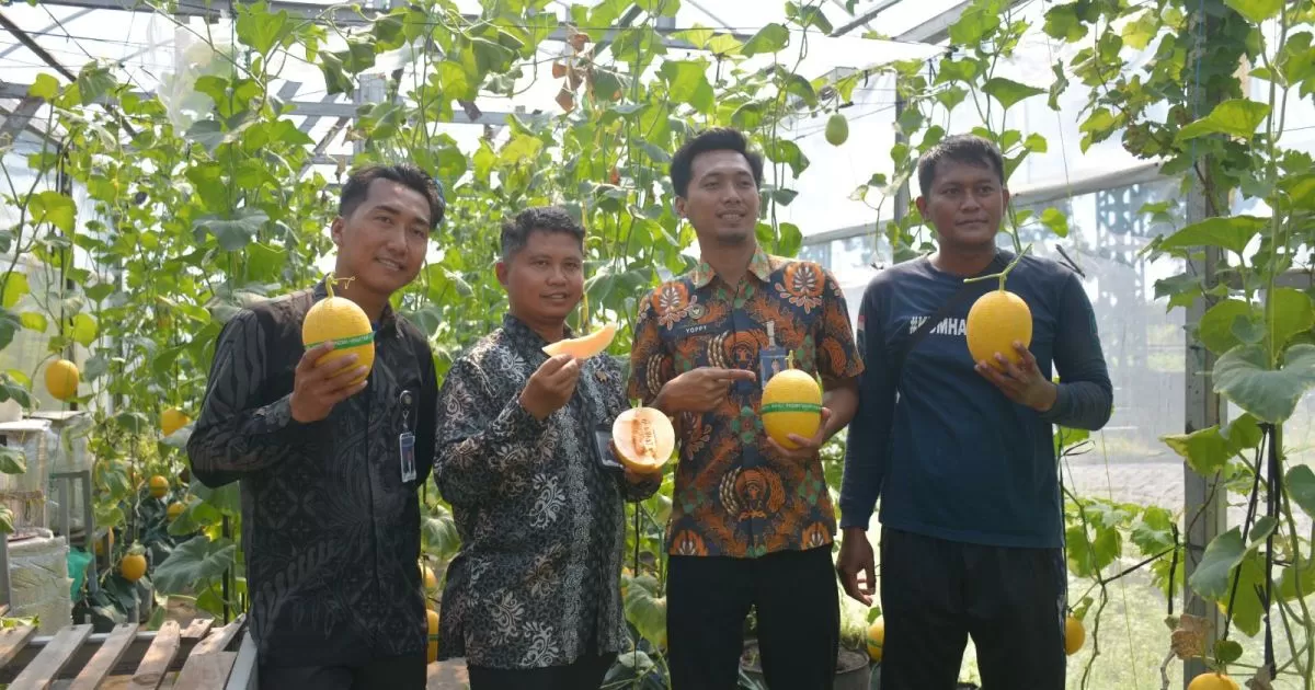 Panen Perdana 2026, Lapas Terbuka Kendal Sukses Produksi Melon Premium Golden Lavender