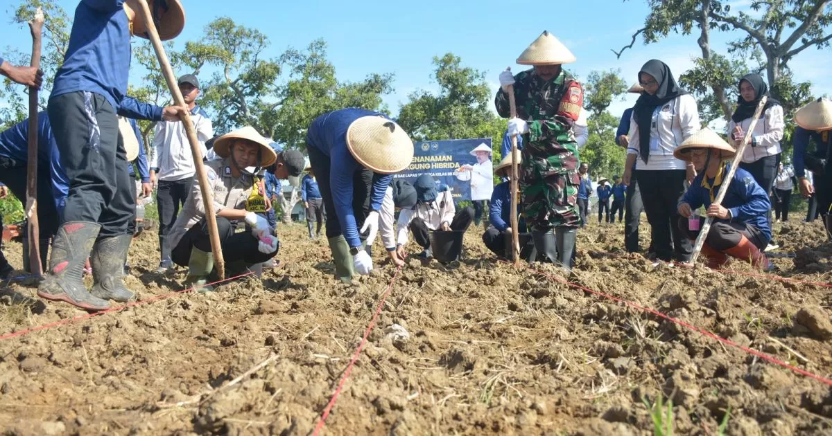 Lapas Terbuka Kendal Tanam Jagung Hibrida, Dukung Ketahanan Pangan Nasional