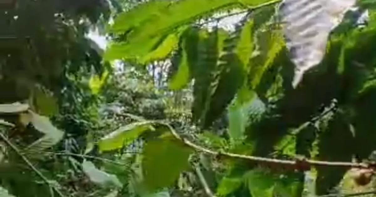 8 Kwintal Kopi Robusta Siap Panen Dicuri, Petani di Babakan Madang Rugi Rp8 Juta