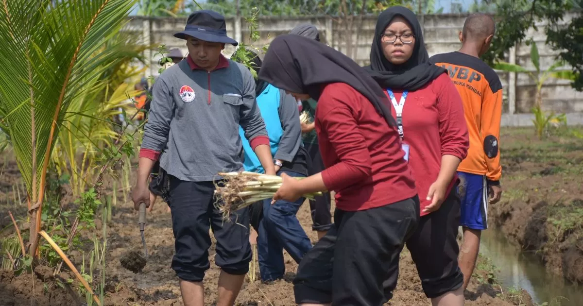 Lapas Terbuka Kendal Kembangkan Budidaya Sereh Hijau, Libatkan Warga Binaan