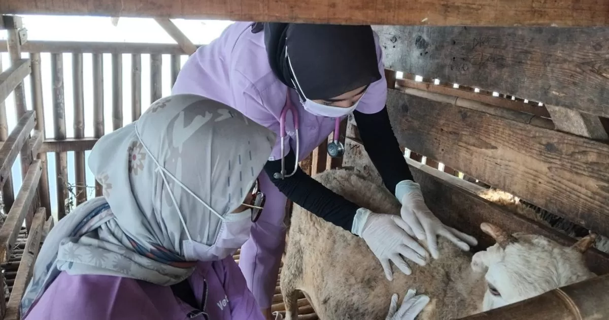 Lapas Cibinong Perkuat Program Pembinaan Kemandirian Lewat Pemeriksaan Kesehatan Ternak Domba