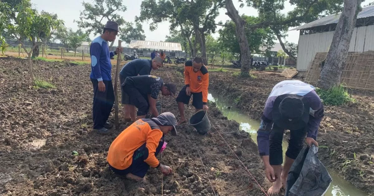 Lapas Terbuka Kendal Sulap Lahan Kebun Mangga Jadi Area Budidaya Kacang Tanah