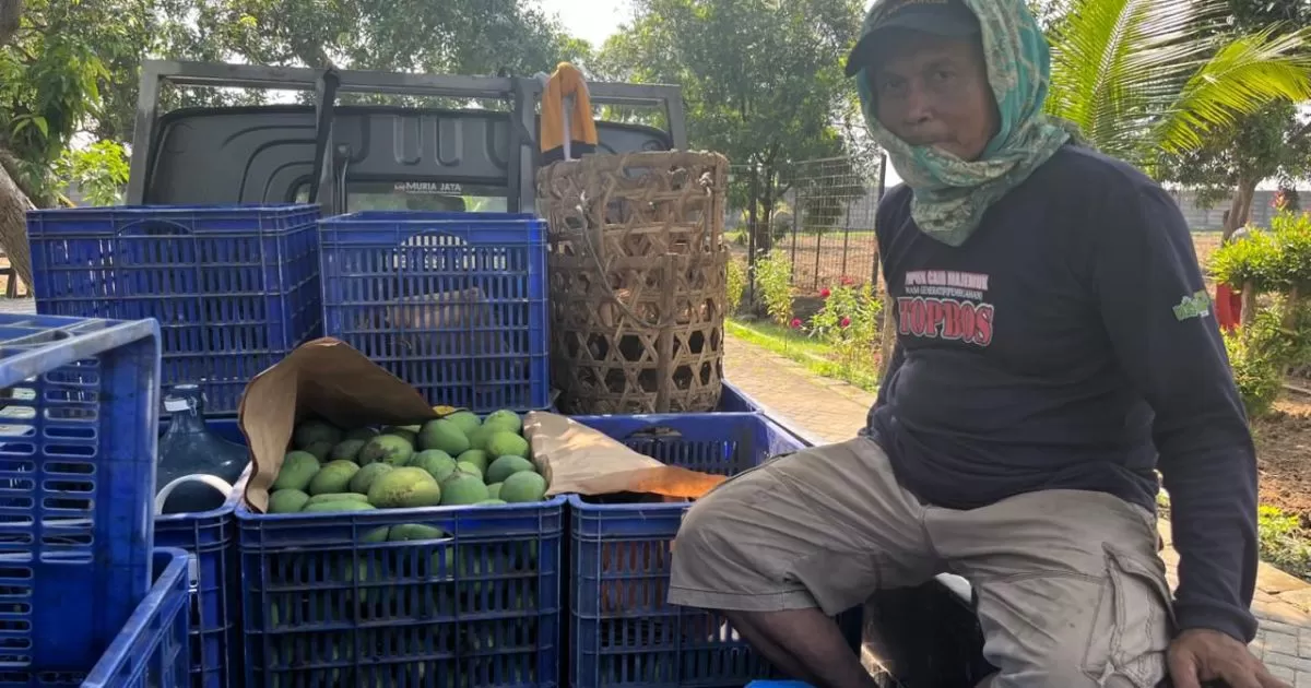 Panen Perdana Mangga Harum Manis di Lapas Terbuka Kendal Capai Satu Kwintal
