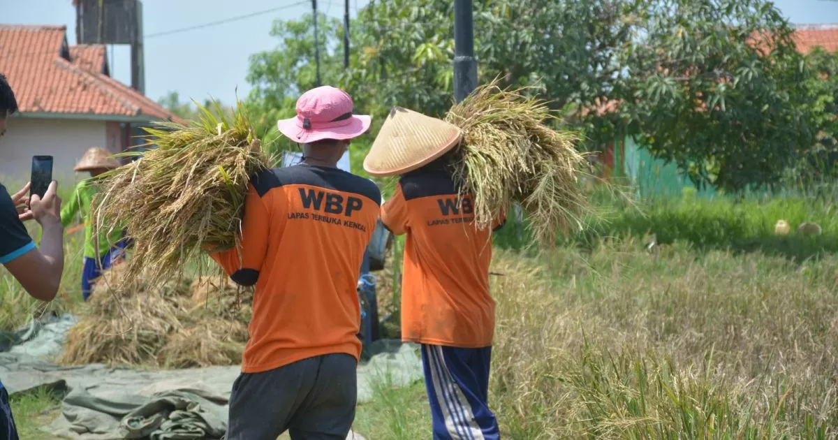 Lapas Terbuka Kendal Panen 1 Ton Gabah Padi Salin, Dukung Ketahanan Pangan Nasional