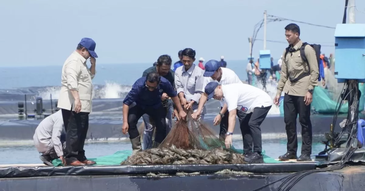 Presiden Prabowo dan Panglima TNI Panen Raya Udang di Kebumen, Produksi Capai Rp134,4 Miliar per Tahun