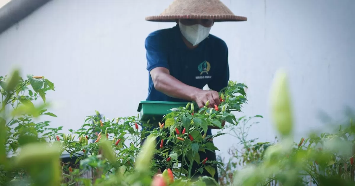 Lapas Cibinong Panen Cabai, Warga Binaan Dibekali Keterampilan Pertanian dan Jiwa Kemandirian