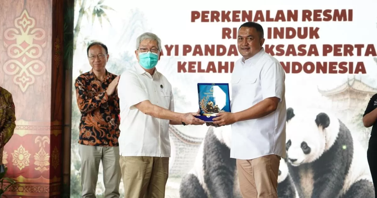 Panda Pertama Lahir di Indonesia, Baby Rio Catat Sejarah di Taman Safari Bogor