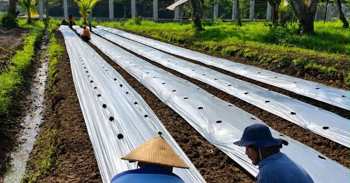 Lapas Terbuka Kendal Siapkan Lahan 2.700 Meter Persegi untuk Budidaya Terong Ungu