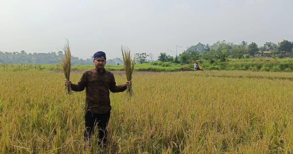 KNPI Jasinga Soroti Krisis Irigasi Usai Panen Padi Minim Hasil di Desa Bagoang