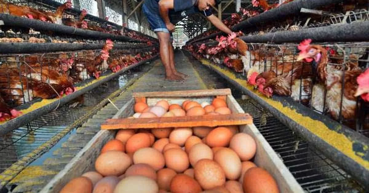 Kementan Tetapkan Harga Ayam Hidup Rp19.500 dan Telur Rp24.000 Mulai 15 Juli 2026