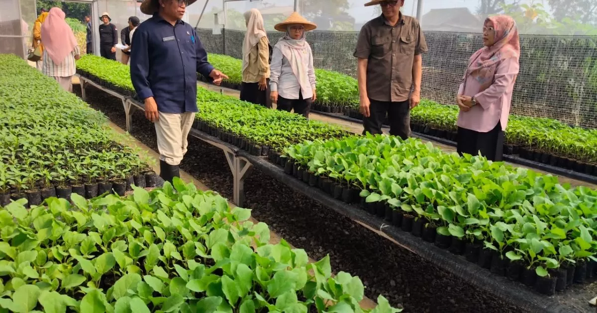 Distanhorbun Kabupaten Bogor Genjot Produksi Cabai dan TOGA, Rudy Susmanto Perkuat Ketahanan Pangan