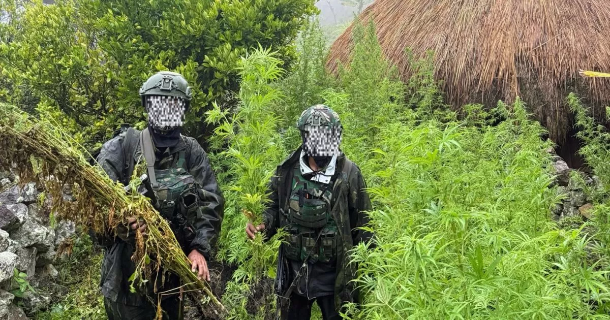 TNI Habema Ungkap 5.000 Batang Ganja di Yahukimo Papua