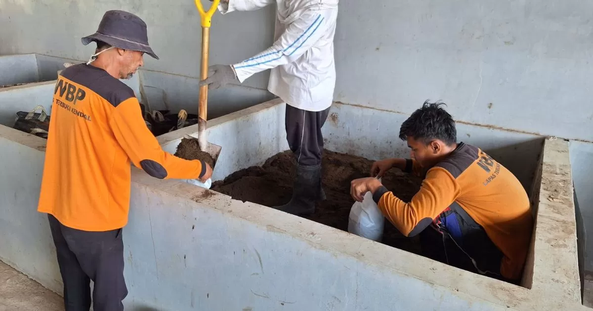 Warga Binaan Lapas Terbuka Kendal Olah Limbah Ternak Jadi Pupuk Organik Bernilai Ekonomi