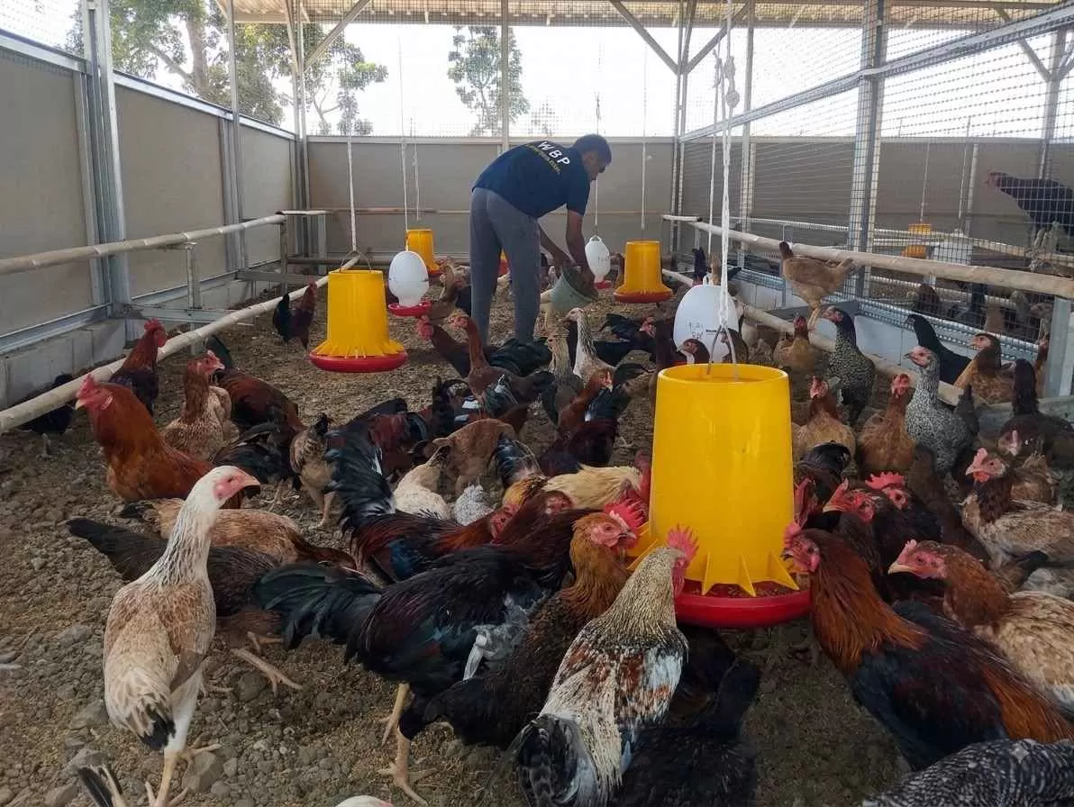 Lapas Terbuka Kendal Optimalkan Maggot sebagai Pakan Ayam KUB dan Ayam Cemani