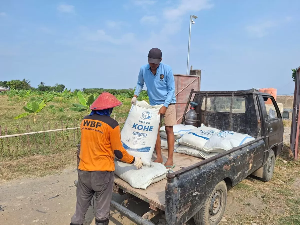 Lapas Terbuka Kendal Olah Kotoran Hewan Jadi Pupuk, 2 Ton Dikirim ke Rejo Farm