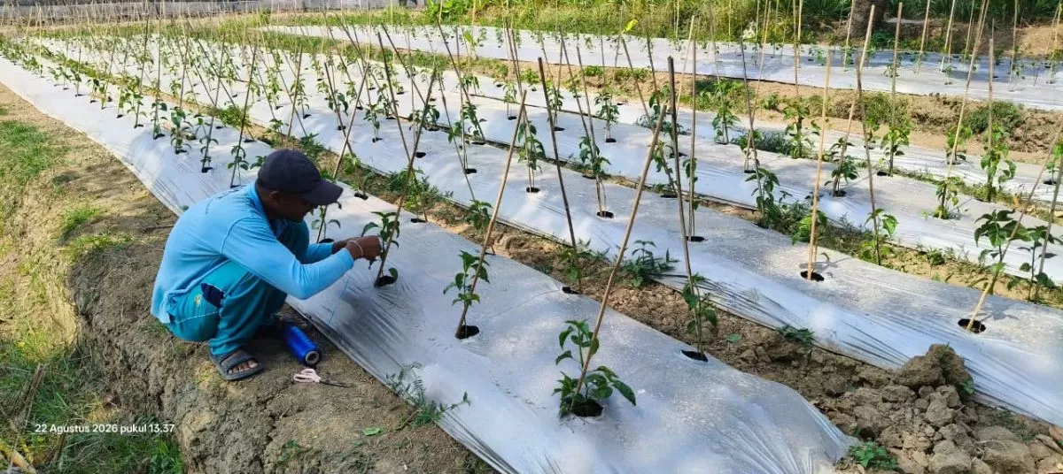 Dukung Ketahanan Pangan, Lapas Terbuka Kendal Rawat Tanaman Cabai Bersama Warga Binaan