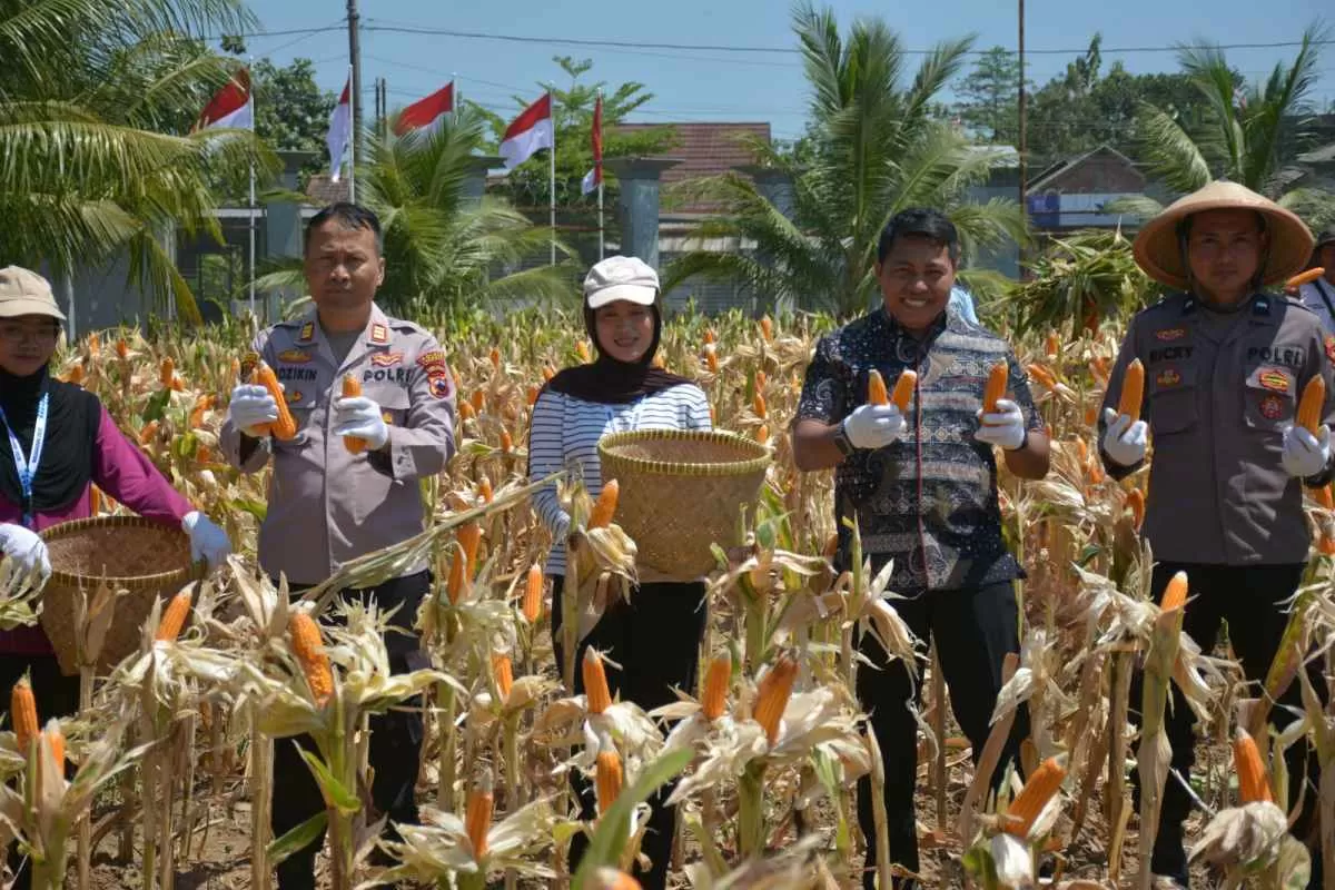 Lapas Terbuka Kendal dan APH Perkuat Sinergi, Panen Jagung Hibrida Dukung Ketahanan Pangan