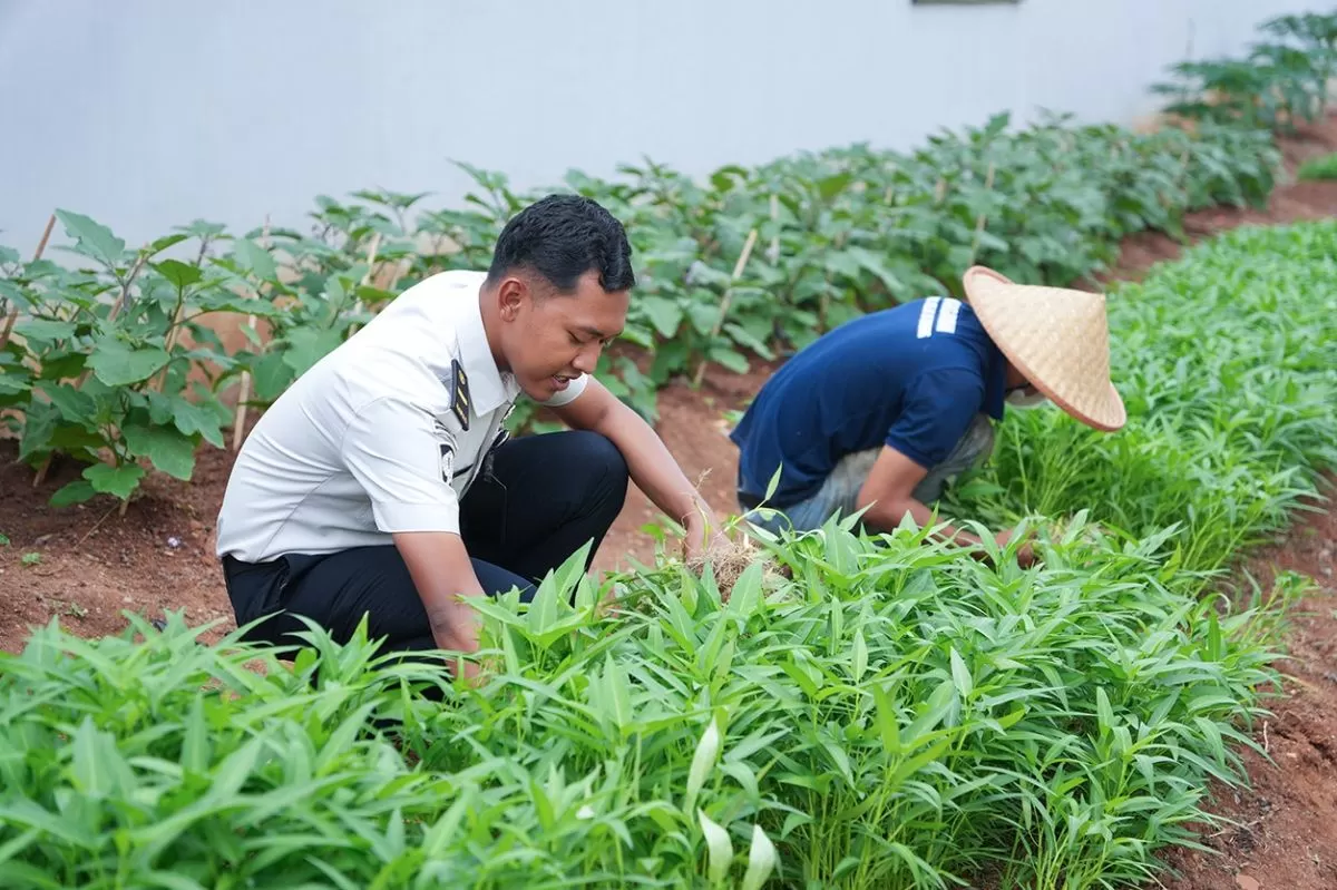 Tak Sekadar Manfaatkan Lahan, Lapas Cibinong Panen 80 Kilogram Kangkung Bersama Warga Binaan